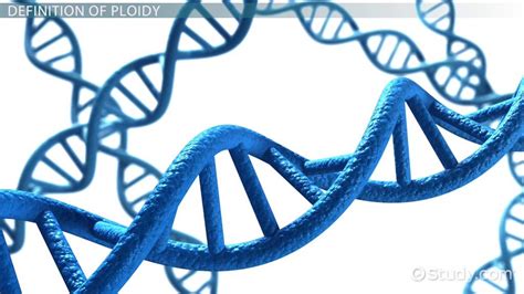 Aneuploidy & Polyploidy: Definition & Examples - Video & Lesson Transcript | Study.com