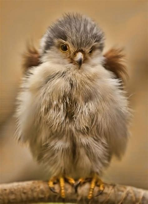 A Very Fluffy Little Baby Bird | Fluffy animals, Cute animals, Animals