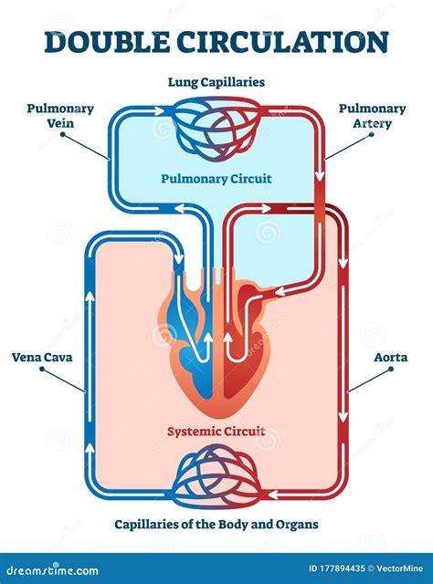 Pulmonary Systemic Circulation Stock Illustrations – 429 Pulmonary Systemic Circulation Stock ...