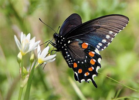 Pipevine Swallowtail - Alabama Butterfly Atlas