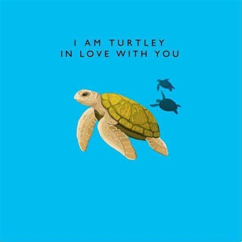 Turtle love | Turtle quotes, Turtle love, Cute turtles