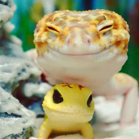 This Captivating Smiling Gecko Will Definitely Enliven Your Day