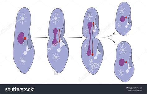 Reproduction of a paramecium Reproduction#paramecium | Stock vector ...