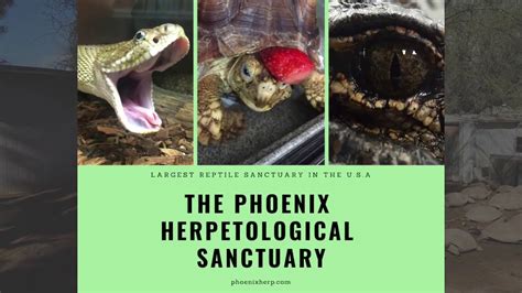 Phoenix Herpetological Sanctuary Presents.... Part 2.5 - YouTube