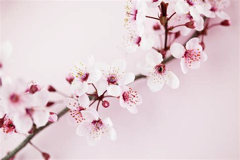 Sakura Cherry Blossom Photograph by Catlane - Fine Art America