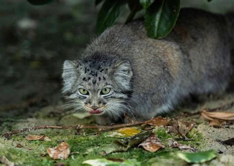 Pallas Cat Behavior - AnimalBehaviorCorner