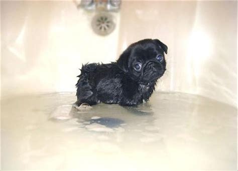 pug dogs, baby pug puppy - Dump A Day