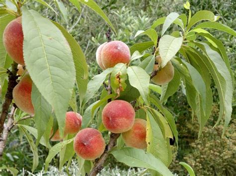 Quel arbre fruitier en pot pour la terrasse ? | Jardipartage