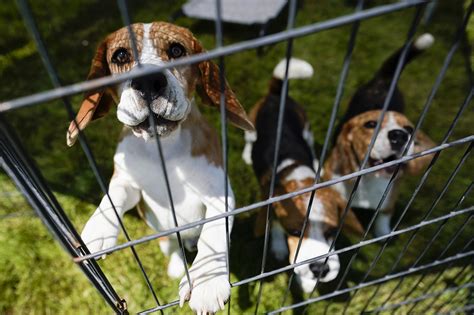 Are Beagles Used As Drug Dogs