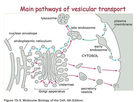 PPT - Vesicular transport PowerPoint Presentation, free download - ID ...