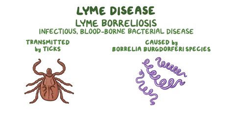 Lyme Disease - Osmosis Video Library