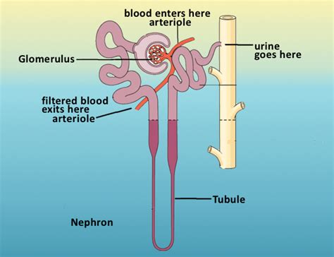 6 Facts You Probably Didn't Know About Your Kidneys - Medivizor