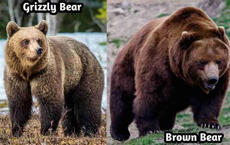 Are Grizzly Bears and Brown Bears The Same?