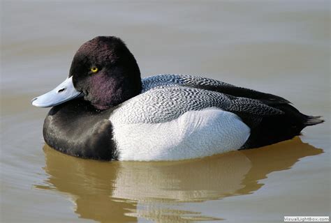 Lesser Scaup vs Greater Scaup vs Tufted Duck vs Ring-necked Duck - Wildfowl Photography.