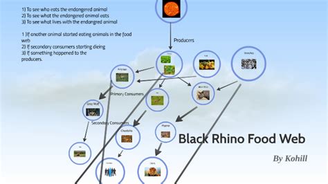 Black Rhino Food Web by Kohill Brapagaran on Prezi