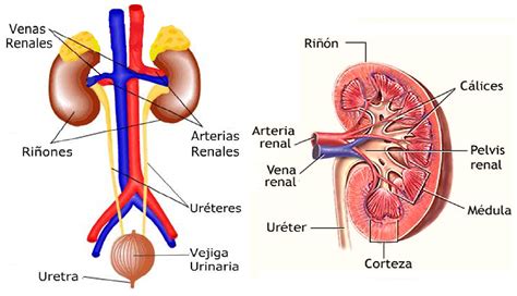 Biología didáctica: NSC 4° - Sistema Urinario