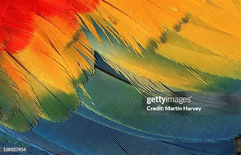 4,229 Macaw Feathers Stock Photos, High-Res Pictures, and Images - Getty Images