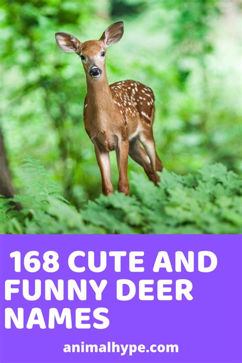 168 Cute and Funny Deer Names | Funny deer, Cute pet names, Stuffed animal names