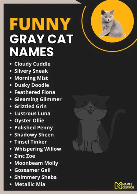 440+ Funny Gray Cat Names [Unique Ideas] - Names Crunch