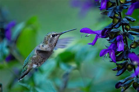 Anna's Hummingbird Female | Anna's Female feeding on a "Blac… | Flickr