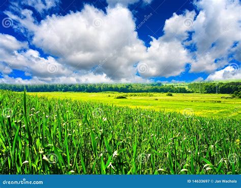 Spring landscape stock image. Image of farm, land, nature - 14633697