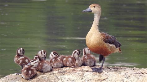 Fulvous Whistling-Duck | Audubon Field Guide