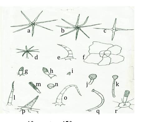 Stellate trichomes in Solanaceae.2a to 2d. While 2e revealed Spine-like ...