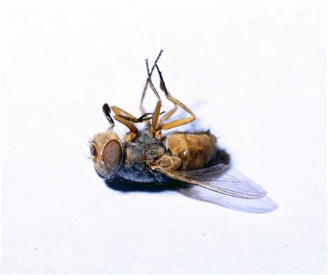 Dead Fly Meaning Symbolism: Understanding The Significance