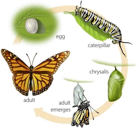 Butterfly Life Cycle | Louisville Zoo