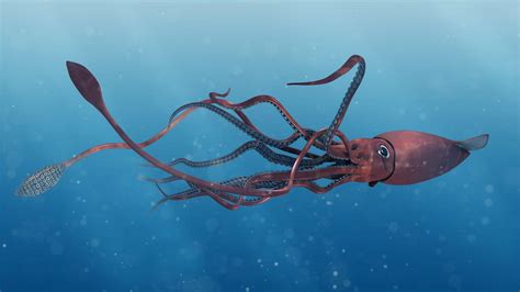 Giant Squid Wallpapers - Top Free Giant Squid Backgrounds - WallpaperAccess