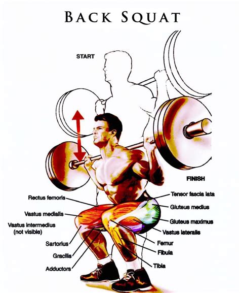 Squat Muscle Groups | Barbell squat, Squat workout, Squats muscles worked