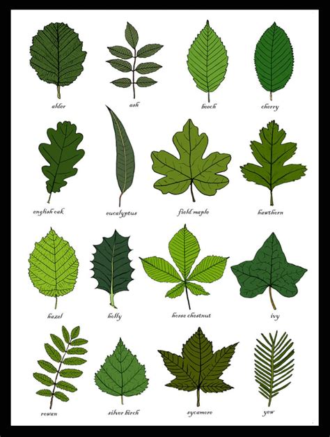 Leaves Identification Print Wall Art Chart Botanical Leaf Art Print ...