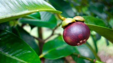 HOW TO GROW MANGOSTEEN TREES - Kilimo Hai