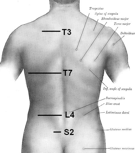 Landmarks | Thoracic vertebrae, Pain treatment, Physical therapist ...