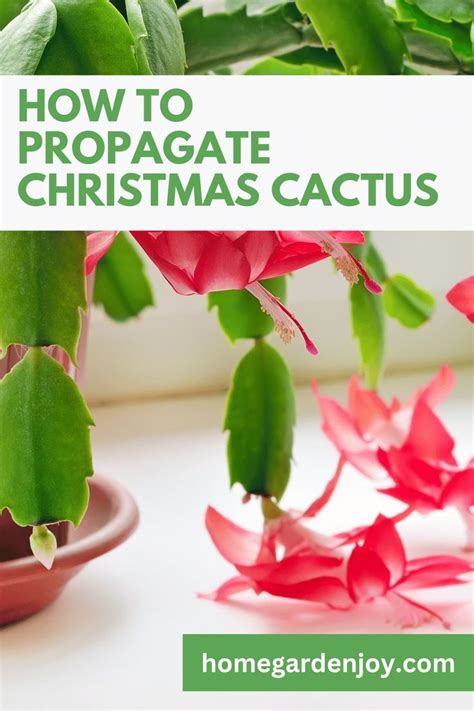 How to Propagate Holiday Cactus | Christmas cactus propagation, Christmas cactus, Holiday cactus