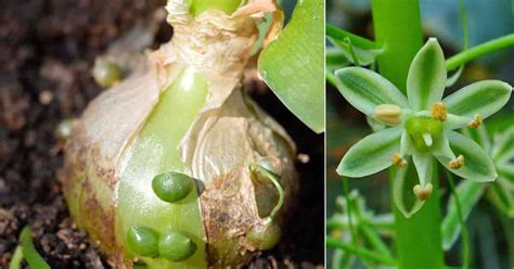 Pregnant Onion Care: Growing The Unique Ornithogalum Caudatum