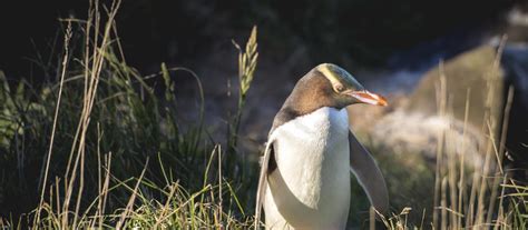 Popular wildlife experiences in New Zealand | New Zealand