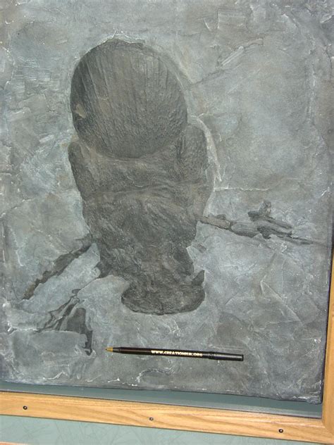 Megarachne - Fossil Wiki, the paleontology wiki