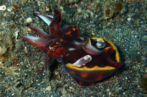 Flamboyant Cuttlefish - Christoph Trösch Medien- und Kommunikationstrainings