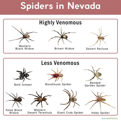 Spiders in Nevada: List with Pictures