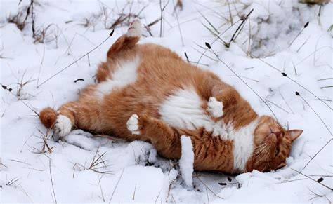 Fond d'écran : chat, animaux, neige, hiver, chats, vertébré, Chien comme mammifère, Groupe de ...