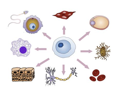 Diagram of Cell Types Diagram (Mod 2) | Quizlet