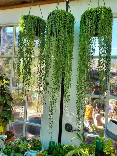 String of Pearls Plants Succulents SOP Senecio Rowleyanus | Etsy Plant ...