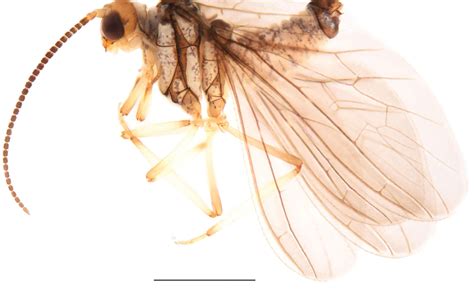 Two new species of Semidalis Enderlein, 1905 (Neuroptera, Coniopterygidae) from China, with an ...