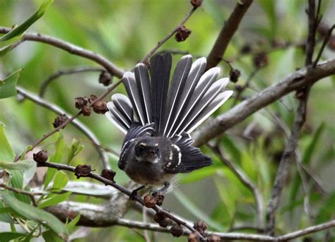 Fantails | BIRDS in BACKYARDS