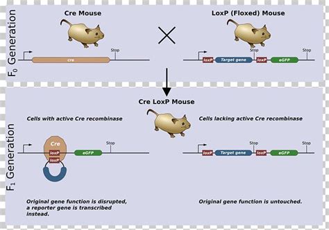 Cre-Lox Recombination Cre Recombinase Gene Knockout Genetic Recombination PNG, Clipart, Angle ...