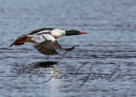 Dan Gomola Wildlife Photography | 2016 Spring Waterfowl Migration Comes to a Close