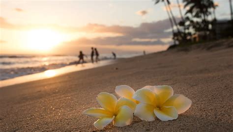 Plumeria flowers on the shore on sunset beach during golden sunlight ...