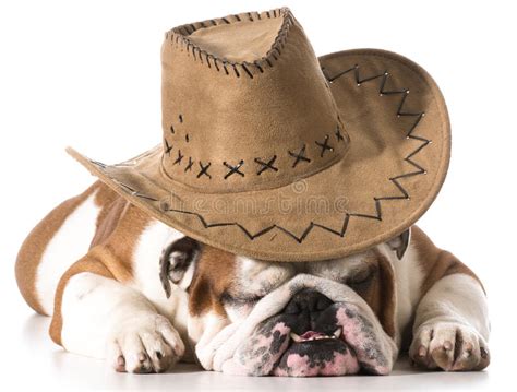 258 Dog Wearing Cowboy Hat Stock Photos - Free & Royalty-Free Stock ...