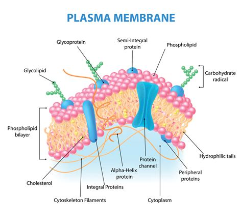 Cell Membrane Labeled